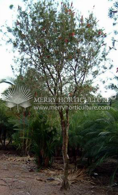 Callistemon verminalis 1